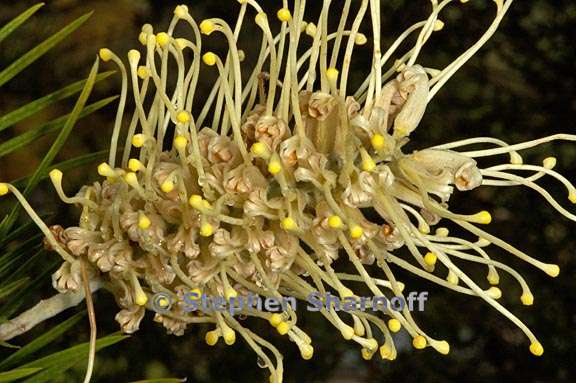 grevillea moonlight 1 graphic
